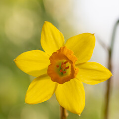 Detail of yellow daffodil flowers