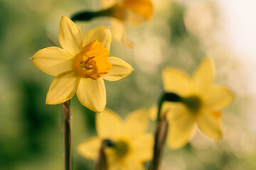 Detail of yellow daffodil (duke of rothesay narcissus) flowers