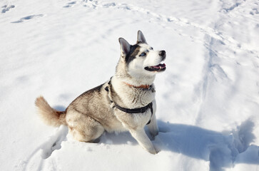 Husky dog sitting in the snow and waiting for play
