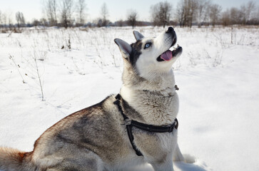 Husky dog sitting in the snow and waiting for play