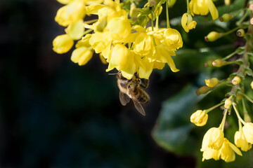Fototapeta premium ape 01 - ape su fiore giallo con sfondo scuro
