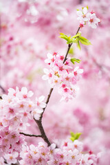 Pink cherry blossom tree in full bloom