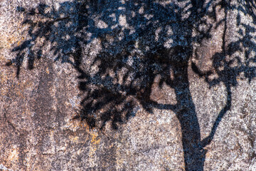 木の影　岩石　影絵