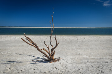 Trunk trees on a beach