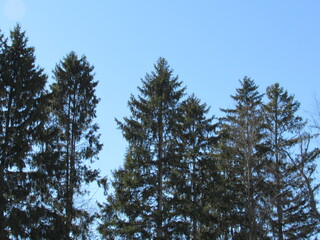 pine trees against sky