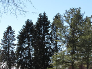 Pine trees against the sky 