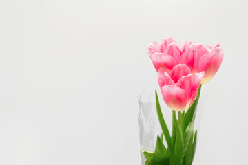 Bouquet of three pink fresh tulips on white background with copy space, empty text place. Online service for the sale and delivery of flowers. International woman day. Happy mother day. Design mockup