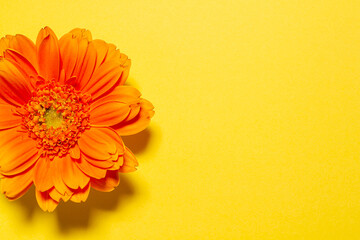 オレンジ色のガーベラの花　黄色背景