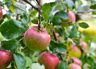 Apple on Tree