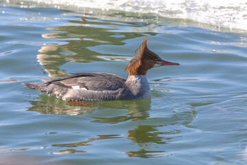 Common merganser (Mergus merganser) hen on a river in Wisconsin during the winter during migration.