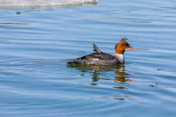 Eastern North American bird Common Merganser, sea duck - Mergus merganser, called goosander in Eurasia. Hen on the river in winter during migration.
