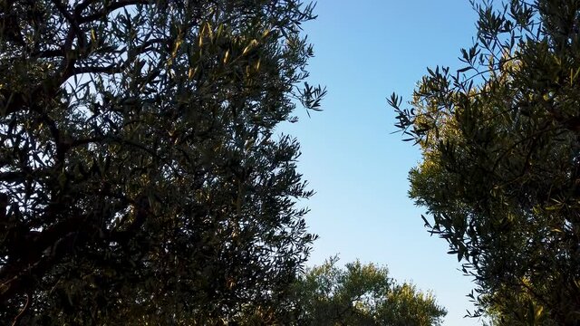 Alberi di ulivo