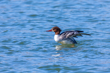 Eastern North American bird Common Merganser, sea duck - Mergus merganser, called goosander in Eurasia. Hen on the river in winter during migration.