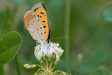 シロツメ草と蝶