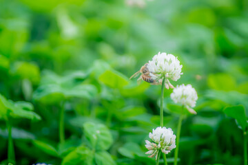 シロツメ草とミツバチ