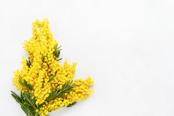 Mimosa flowers bouquet on a white concrete background. Easter, Mothers Day, Women's day concept.