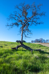 tree on the hill