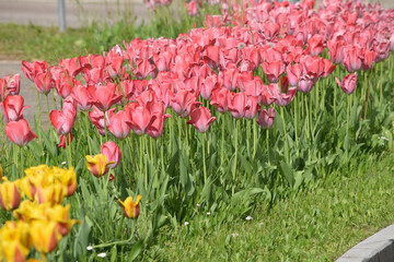  Tulipa ft9104_0458 Τουλίπα  لاله