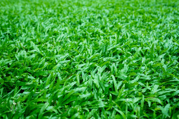 Green grass background, football field