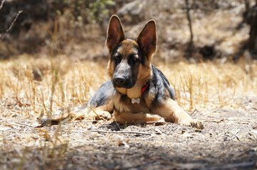 Pastor alemán descanzando