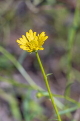 The yellow flower of the common herb found in the Australian Mallee known as the Burr Daisy (Calotis cymbacantha)