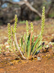 An annual or short-lived perennial plant commonly known as Clay Plantain (Plantago cunninghamii) with alternate names of Sago Weed and Lambs Tongue.