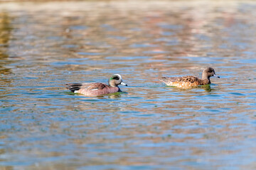 American Wigeon Male and Female Swimming on a Pond
