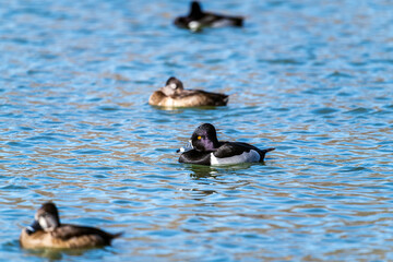 Ring-necked Duck Drake in a Flock on a Pond 