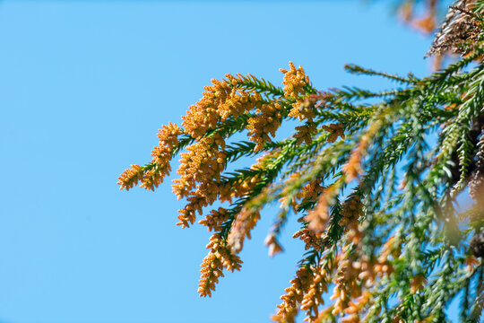 杉花粉images Browse 1 243 Stock Photos Vectors And Video Adobe Stock