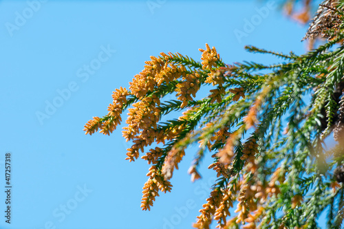 花粉 杉 花粉症 Wall Mural Wallpaper Murals Wallsheaven Naka