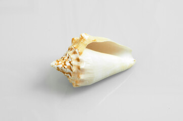 Yellow shell isolated on white background tropical object decor beautiful