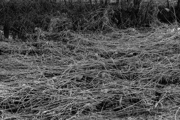 reeds on a river , black and white
