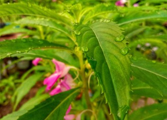 The beautiful photo of wet henna flower leaves.