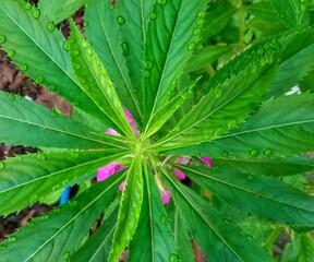 The beautiful photo of wet henna flower leaves.