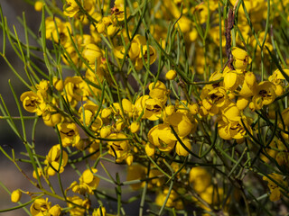 The yellow flowers of Australian Mallee desert shrub know as the Desert Cassia (Senna artemisoides).