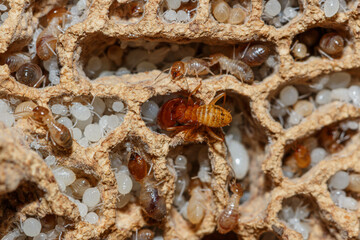 Termite and white larvae on a termite nest,close up
