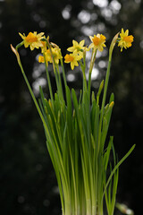 Narzisse