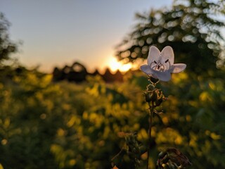 flower in the field