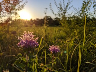 flowers in the field