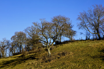 Winter without snow in Upper Bavaria, fruit trees without leaves on a slope and dry brown grass, Bavaria, Germany, Europe