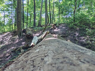 trail in the forest