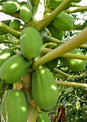 Papaya's tree with several fruits growing on it. Autumn is one of the best period for cultivation.