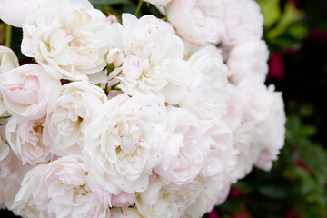 さくら色のバラをクローズアップ
