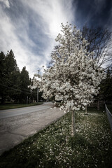 Blossoms tree