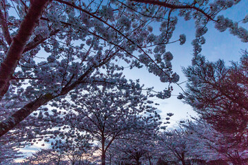 Cherry blossoms in Richmond BC, trees in the Gary point Steveston Village Spring 