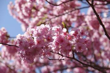 Obraz premium 南伊豆青野川沿いの河津桜