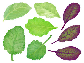 set of leaves