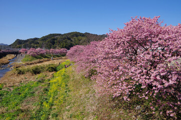 南伊豆青野川沿いの河津桜と菜の花
