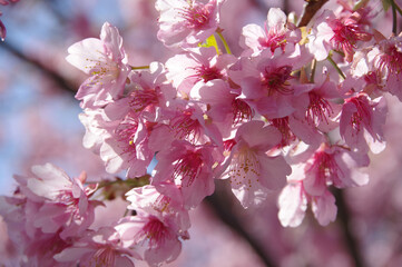 Obraz premium 南伊豆青野川沿いの河津桜