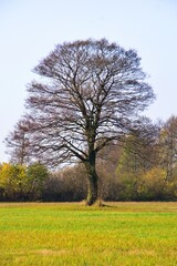 Fototapeta na wymiar drzewo jesienną porą